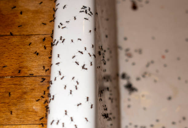 Best Local Pest Control Services  in Iron River, MI
