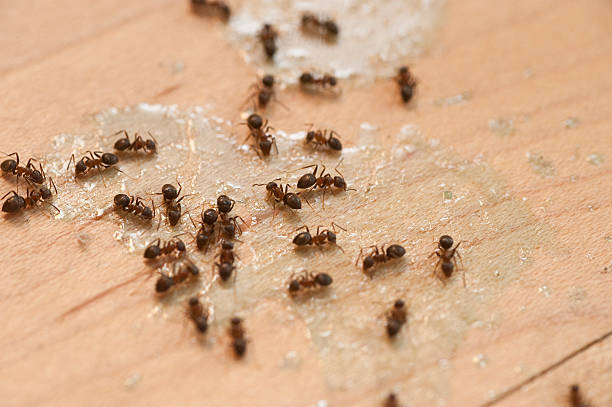 Best Pest Control Treatment  in Iron River, MI